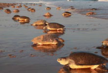 Tortuga Baula en Guanacaste Costa Rica