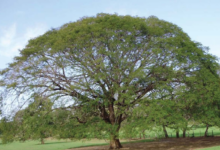 Arbol de Guanacaste