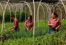 Mujeres de Guanacaste